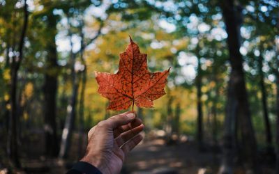 guillaume-jaillet-EIWCd0414xQ-unsplash